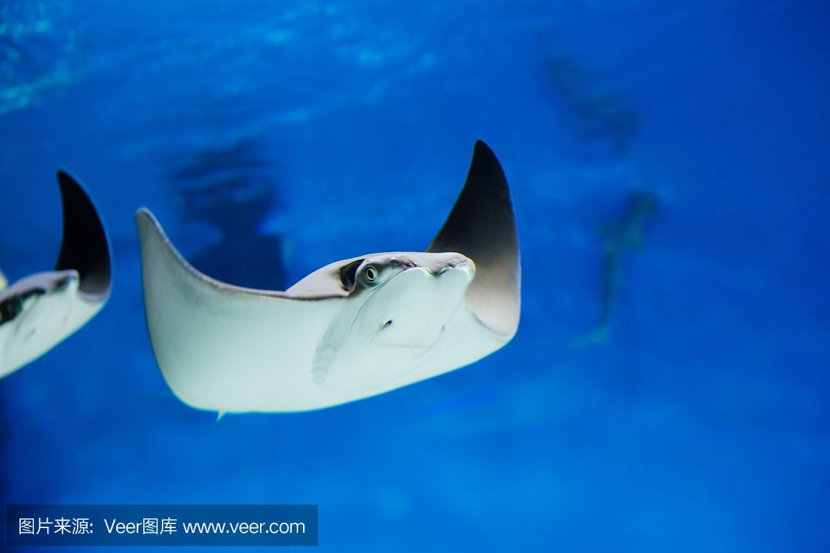 魟魚背部白了一塊:魟魚背部出現白色斑點是怎么回事? 魟魚百科 第1張 魟魚背部白了一塊:魟魚背部出現白色斑點是怎么回事? 魟魚背部白了一塊:魟魚背部出現白色斑點是怎么回事? 魟魚百科 第1張