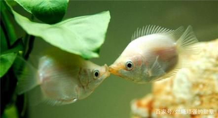 90高的魚缸適合養(yǎng)什么魚：90高的魚缸適合養(yǎng)什么魚？