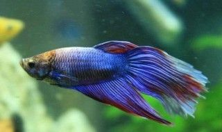 90高的魚缸適合養(yǎng)什么魚：90高的魚缸適合養(yǎng)什么魚？