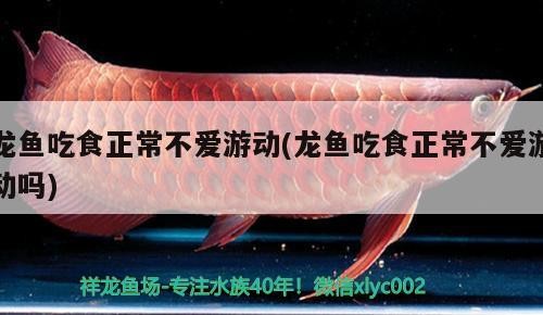 龍魚吃食正常不愛游動(dòng)(龍魚吃食正常不愛游動(dòng)嗎)