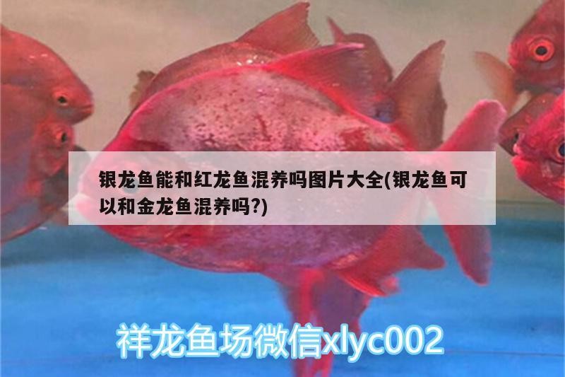 銀龍魚能和紅龍魚混養嗎圖片大全(銀龍魚可以和金龍魚混養嗎?)