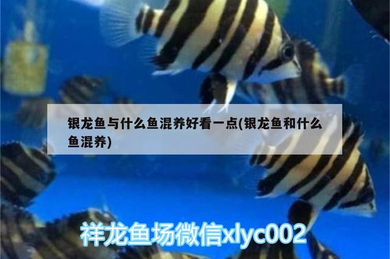銀龍魚與什么魚混養(yǎng)好看一點(銀龍魚和什么魚混養(yǎng)) 銀龍魚與什么魚混養(yǎng)好看一點(銀龍魚和什么魚混養(yǎng)) 銀龍魚百科 第3張