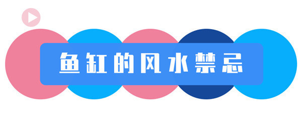 魚缸里可以養黑魚嗎有毒嗎