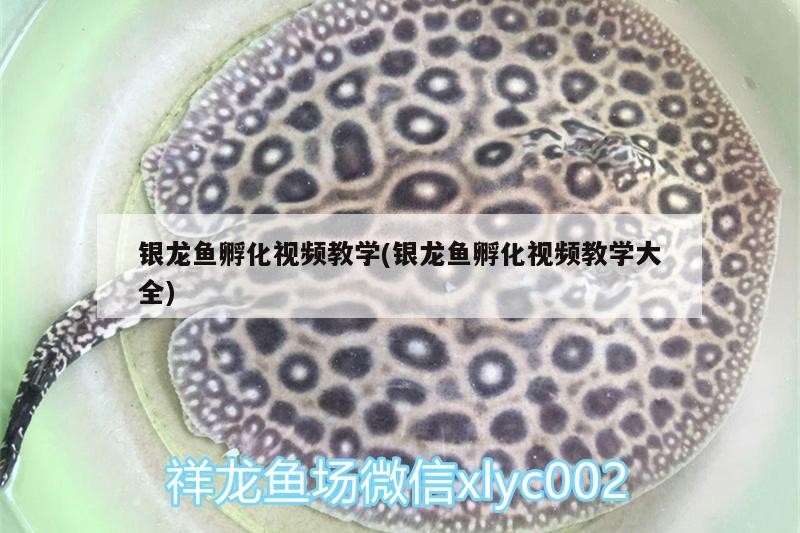 銀龍魚孵化視頻教學(銀龍魚孵化視頻教學大全)