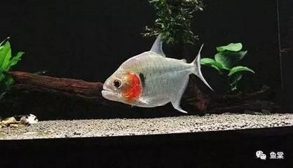 紅龍魚怎么做好吃？，紅魚好吃的做法如下：用當歸蒸紅魚好吃的做法