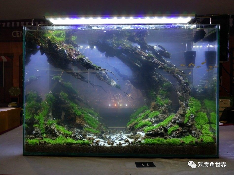 觀賞魚的店鋪名字怎么起的(大型觀賞魚店鋪起名技巧) 全國水族館企業名錄 第4張 觀賞魚的店鋪名字怎么起的(大型觀賞魚店鋪起名技巧) 觀賞魚的店鋪名字怎么起的(大型觀賞魚店鋪起名技巧) 全國水族館企業名錄 第4張