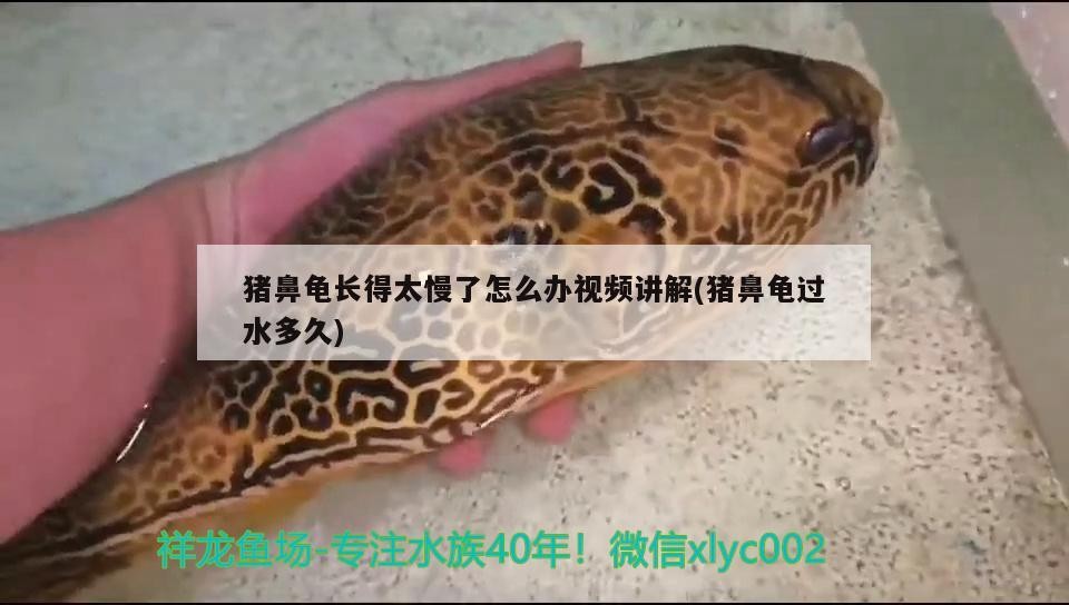 豬鼻龜長得太慢了怎么辦視頻講解(豬鼻龜過水多久)