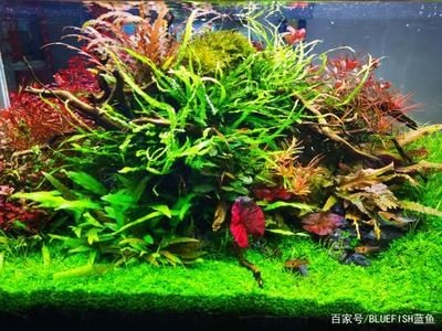 22厘米魚(yú)缸怎么造景圖片：22厘米魚(yú)缸的造景指南