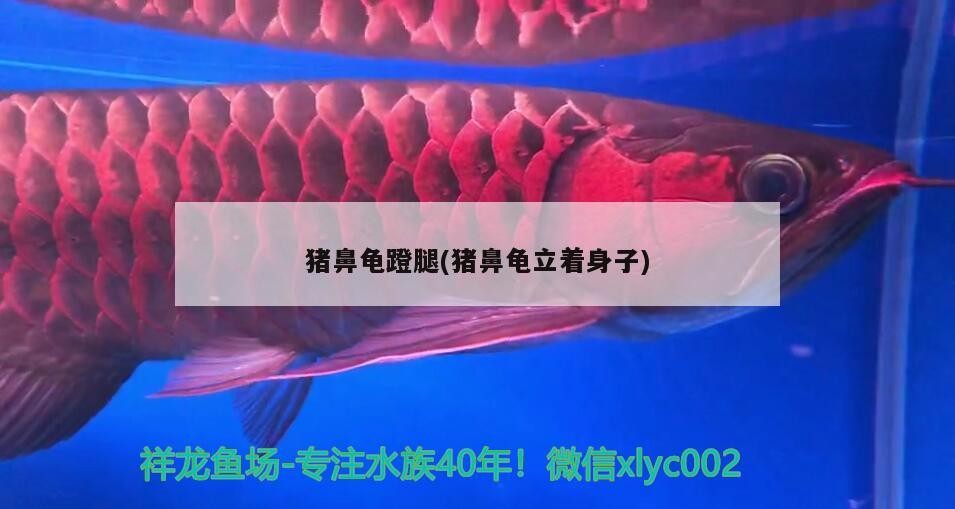 豬鼻龜蹬腿(豬鼻龜立著身子) 豬鼻龜蹬腿(豬鼻龜立著身子) 豬鼻龜百科