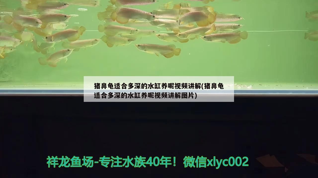 豬鼻龜適合多深的水缸養呢視頻講解(豬鼻龜適合多深的水缸養呢視頻講解圖片)