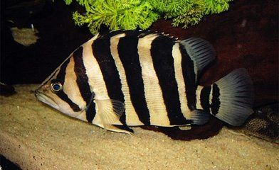 印尼虎魚生活環境特征：印尼虎魚的生活環境