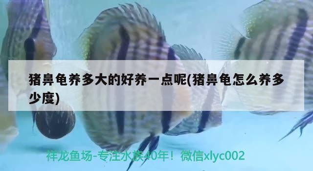 豬鼻龜養多大的好養一點呢(豬鼻龜怎么養多少度)