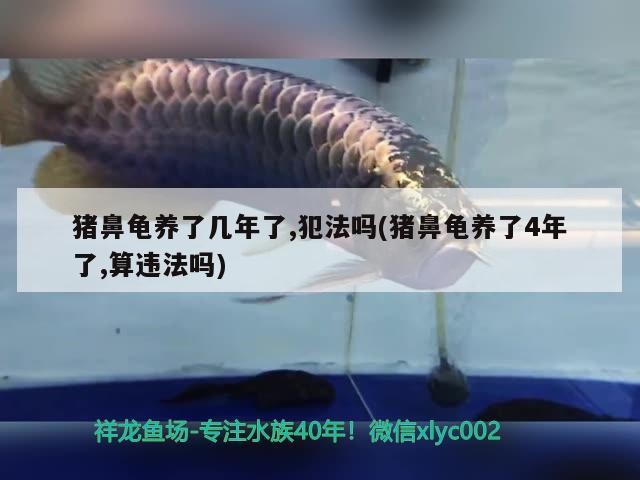 豬鼻龜養了幾年了,犯法嗎(豬鼻龜養了4年了,算違法嗎)