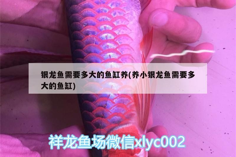 銀龍魚需要多大的魚缸養(養小銀龍魚需要多大的魚缸)