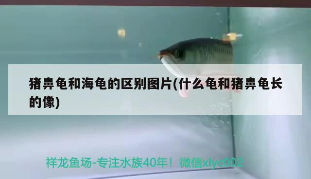 豬鼻龜和海龜的區別圖片(什么龜和豬鼻龜長的像)