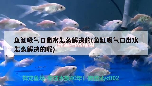 魚缸吸氣口出水怎么解決的(魚缸吸氣口出水怎么解決的呢)