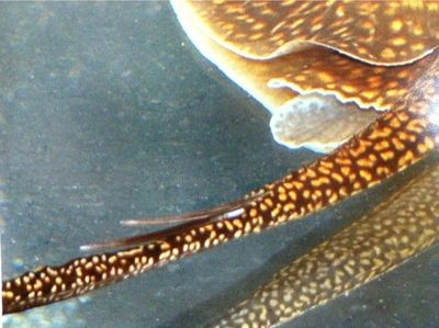 淡水魟魚的毒刺怎么辦？：淡水魟魚的毒刺處理方法