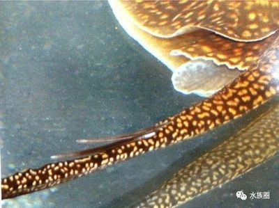 淡水魟魚的毒刺怎么辦？：淡水魟魚的毒刺處理方法