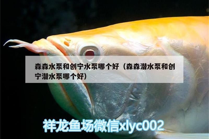 森森水泵和創寧水泵哪個好（森森潛水泵和創寧潛水泵哪個好）