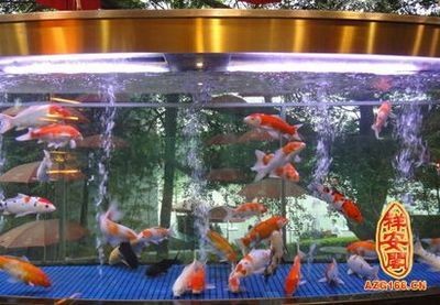 不打氧氣的魚缸可以養什么：不打氧氣的魚缸可以養哪些魚？ 不打氧氣的魚缸可以養什么：不打氧氣的魚缸可以養哪些魚？ 魚缸百科 第3張