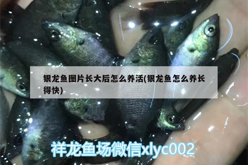 銀龍魚圖片長大后怎么養活(銀龍魚怎么養長得快)