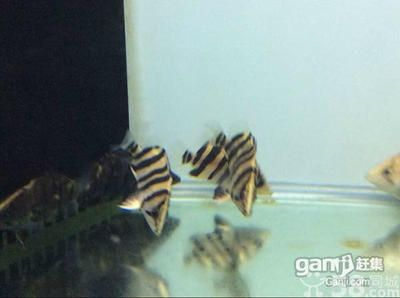 5公分虎苗好養(yǎng)嗎：5公分的虎魚苗好養(yǎng)嗎