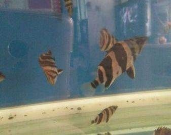 5公分虎苗好養(yǎng)嗎：5公分的虎魚苗好養(yǎng)嗎