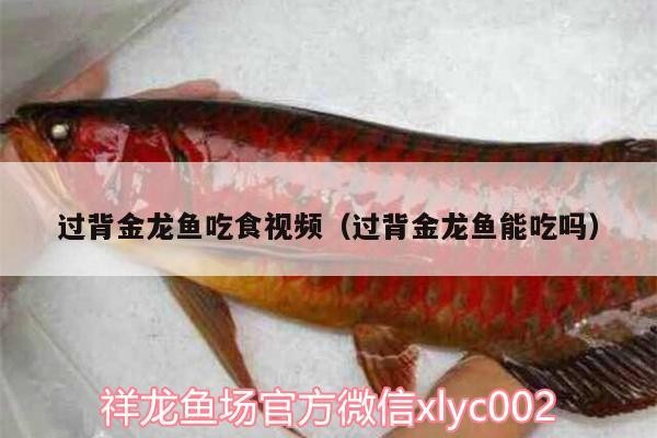 過背金龍魚吃食視頻（過背金龍魚能吃嗎）