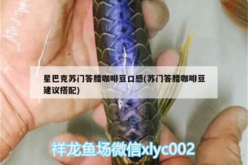星巴克蘇門答臘咖啡豆口感(蘇門答臘咖啡豆建議搭配)