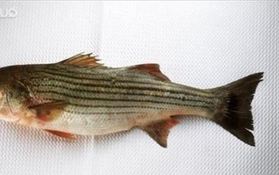 淡水大型觀賞魚有哪些種類（淡水大型觀賞魚） 淡水大型觀賞魚有哪些種類（淡水大型觀賞魚） 馬來西亞咖啡 第1張