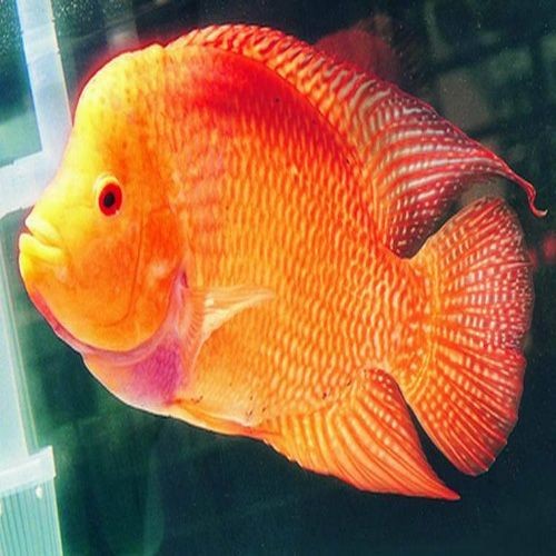 淡水大型觀賞魚有哪些種類（淡水大型觀賞魚） 淡水大型觀賞魚有哪些種類（淡水大型觀賞魚） 馬來西亞咖啡 第2張