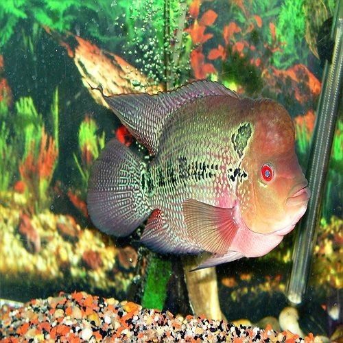 淡水大型觀賞魚有哪些種類（淡水大型觀賞魚） 淡水大型觀賞魚有哪些種類（淡水大型觀賞魚） 馬來西亞咖啡 第3張