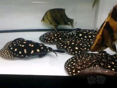 魟魚一次繁殖幾個小時：魟魚的繁殖過程并不是按照小時來計算的，而是涉及到一系列復雜的生理和行為過程