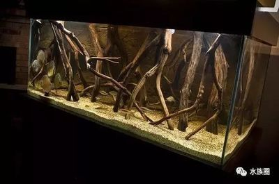 70魚缸尺寸的最佳比例 70魚缸尺寸的最佳比例 魚缸百科 第1張