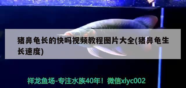 豬鼻龜長的快嗎視頻教程圖片大全(豬鼻龜生長速度) 豬鼻龜長的快嗎視頻教程圖片大全(豬鼻龜生長速度) 豬鼻龜百科