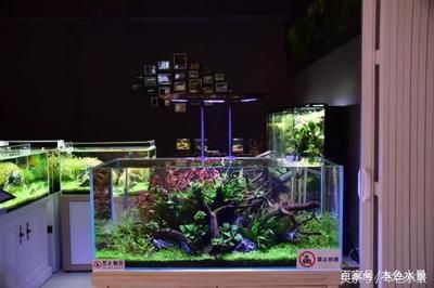 shuijing魚缸：水晶魚缸的種類和特點