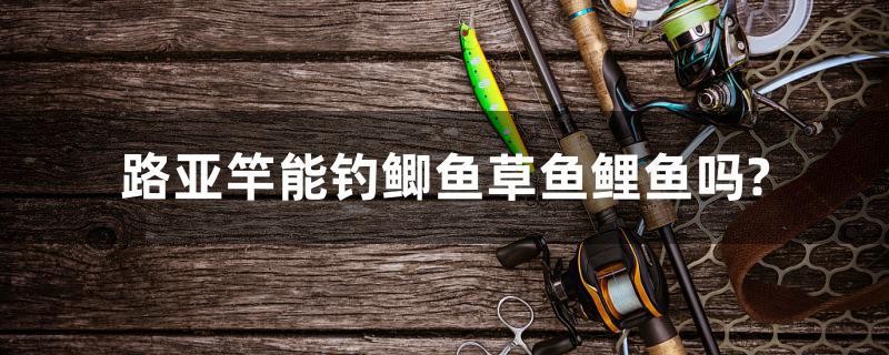 路亞竿能釣鯽魚(yú)草魚(yú)鯉魚(yú)嗎？ 路亞竿能釣鯽魚(yú)草魚(yú)鯉魚(yú)嗎？ 馬來(lái)西亞咖啡
