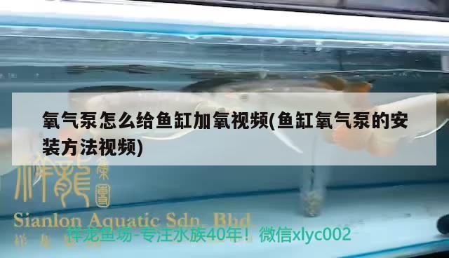氧氣泵怎么給魚缸加氧視頻(魚缸氧氣泵的安裝方法視頻)