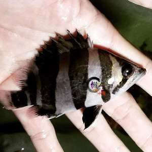 虎魚雜紋能長成三紋四紋嗎：虎魚雜紋能長成三紋四紋嗎虎魚雜紋能長成三紋四紋嗎