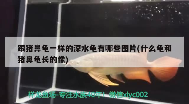 跟豬鼻龜一樣的深水龜有哪些圖片(什么龜和豬鼻龜長的像)