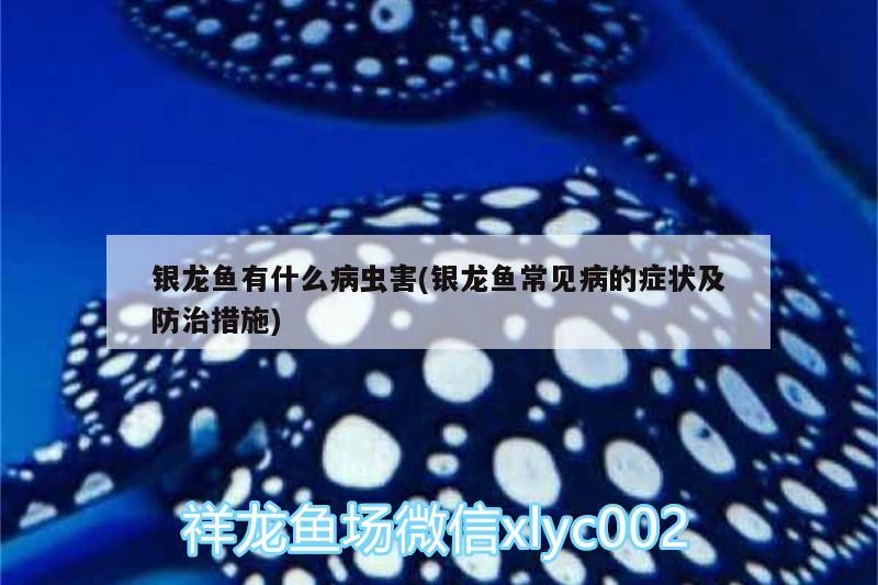 銀龍魚有什么病蟲害(銀龍魚常見病的癥狀及防治措施)