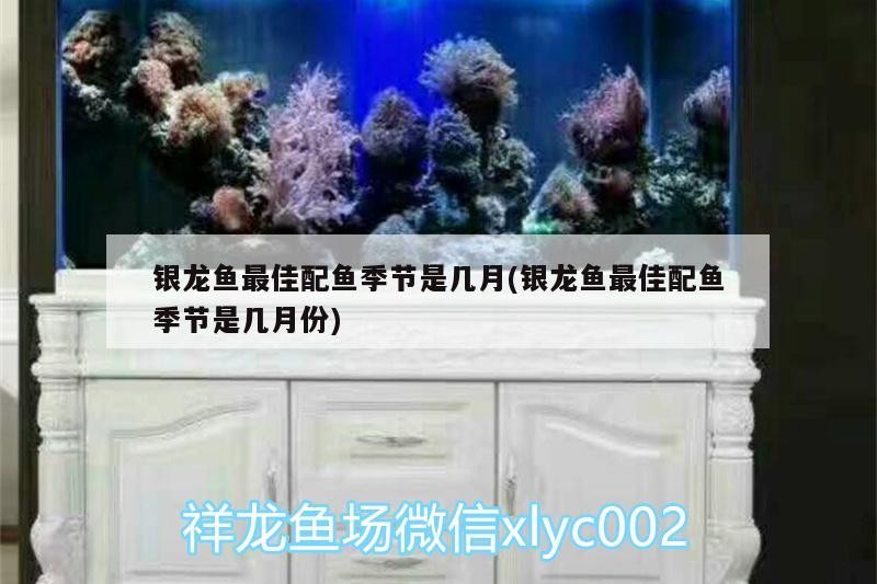 銀龍魚最佳配魚季節是幾月(銀龍魚最佳配魚季節是幾月份)