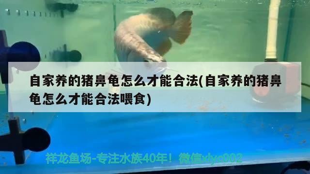 自家養的豬鼻龜怎么才能合法(自家養的豬鼻龜怎么才能合法喂食)