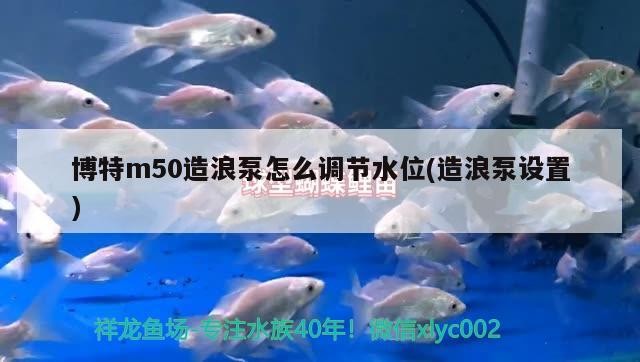 印尼虎魚多少溫度飼養最好:印尼虎魚多少溫度飼養最好印尼虎魚多少溫度飼養最好 博特m50造浪泵怎么調節水位(造浪泵設置) 博特水族 博特m50造浪泵怎么調節水位(造浪泵設置) 博特m50造浪泵怎么調節水位(造浪泵設置) 博特水族