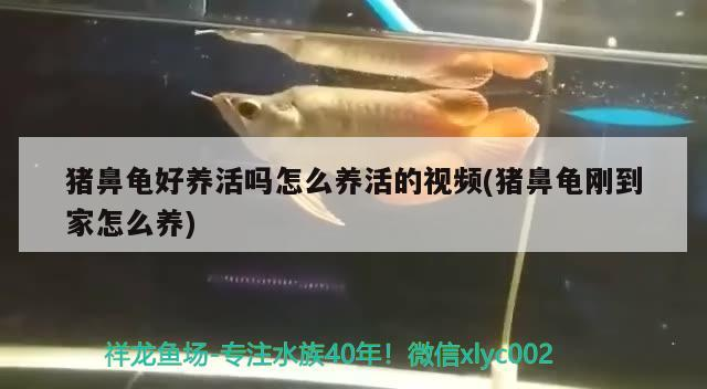 豬鼻龜好養(yǎng)活嗎怎么養(yǎng)活的視頻(豬鼻龜剛到家怎么養(yǎng)) 豬鼻龜好養(yǎng)活嗎怎么養(yǎng)活的視頻(豬鼻龜剛到家怎么養(yǎng)) 豬鼻龜百科
