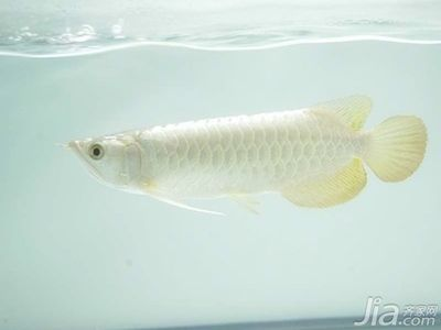 金龍銀龍魚區別