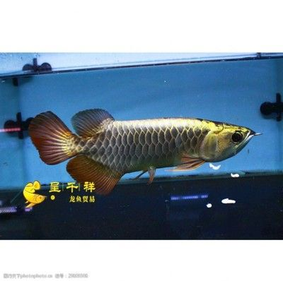 龍魚爛鰭爛尾原因有哪些呢vs祥龍魚場：如何預(yù)防龍魚爛鰭爛尾