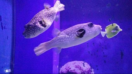 巴中水族館vs祥龍魚場（巴中水族館與祥龍魚場的具體差異）