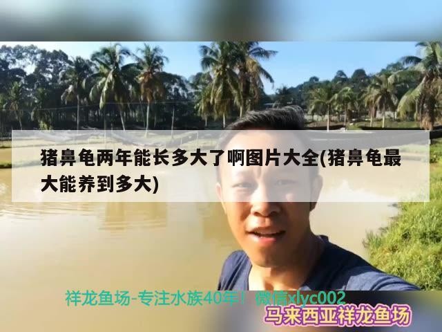 豬鼻龜兩年能長多大了啊圖片大全(豬鼻龜最大能養到多大)