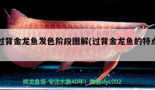 過背金龍魚發色階段圖解(過背金龍魚的特點)